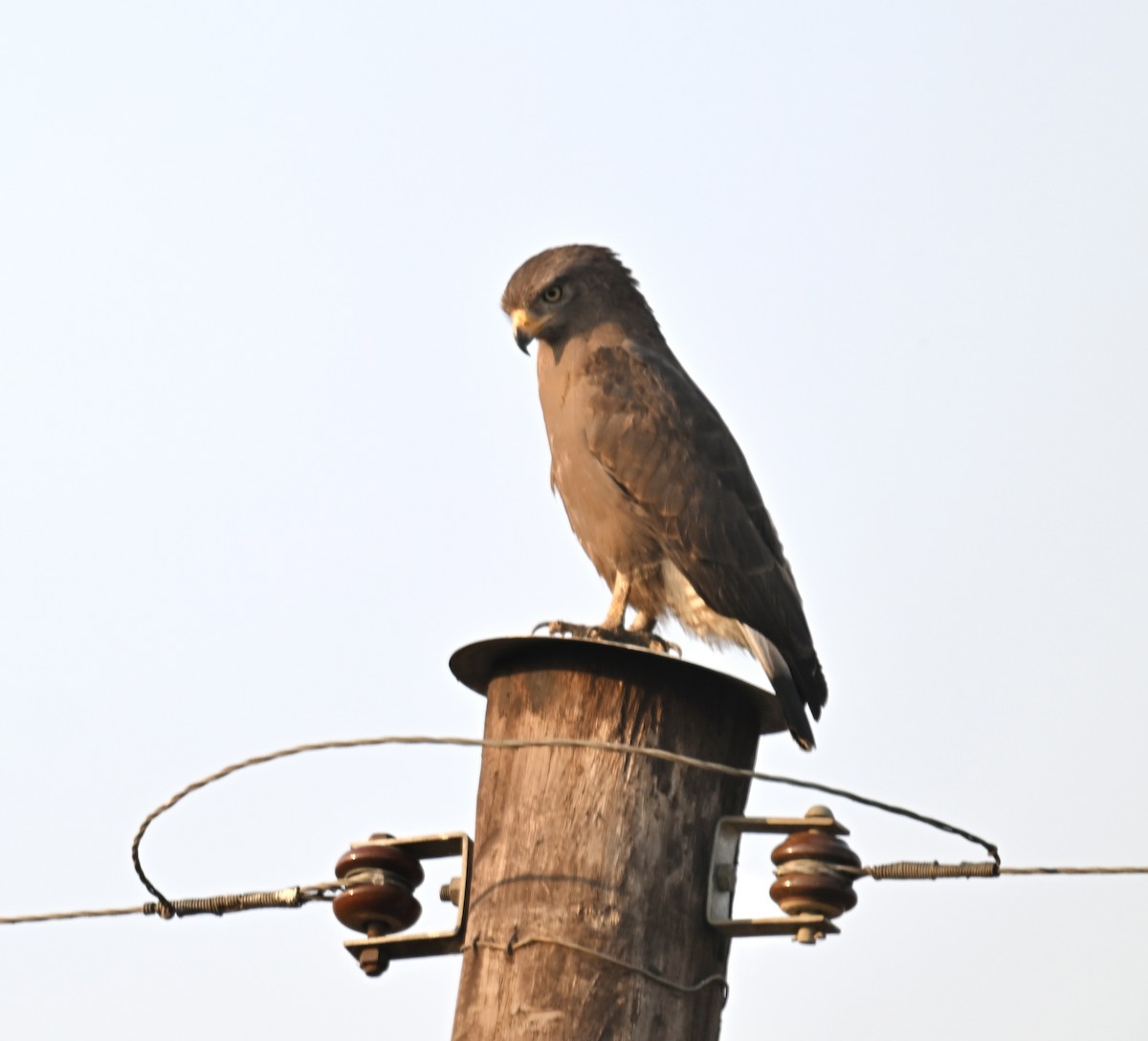 Culebrera Coliblanca - ML644769414