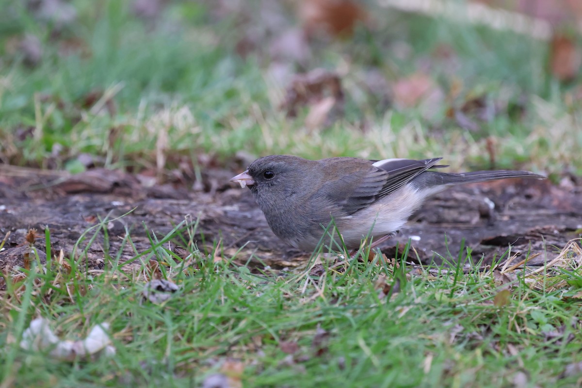 Dark-eyed Junco - ML644769415