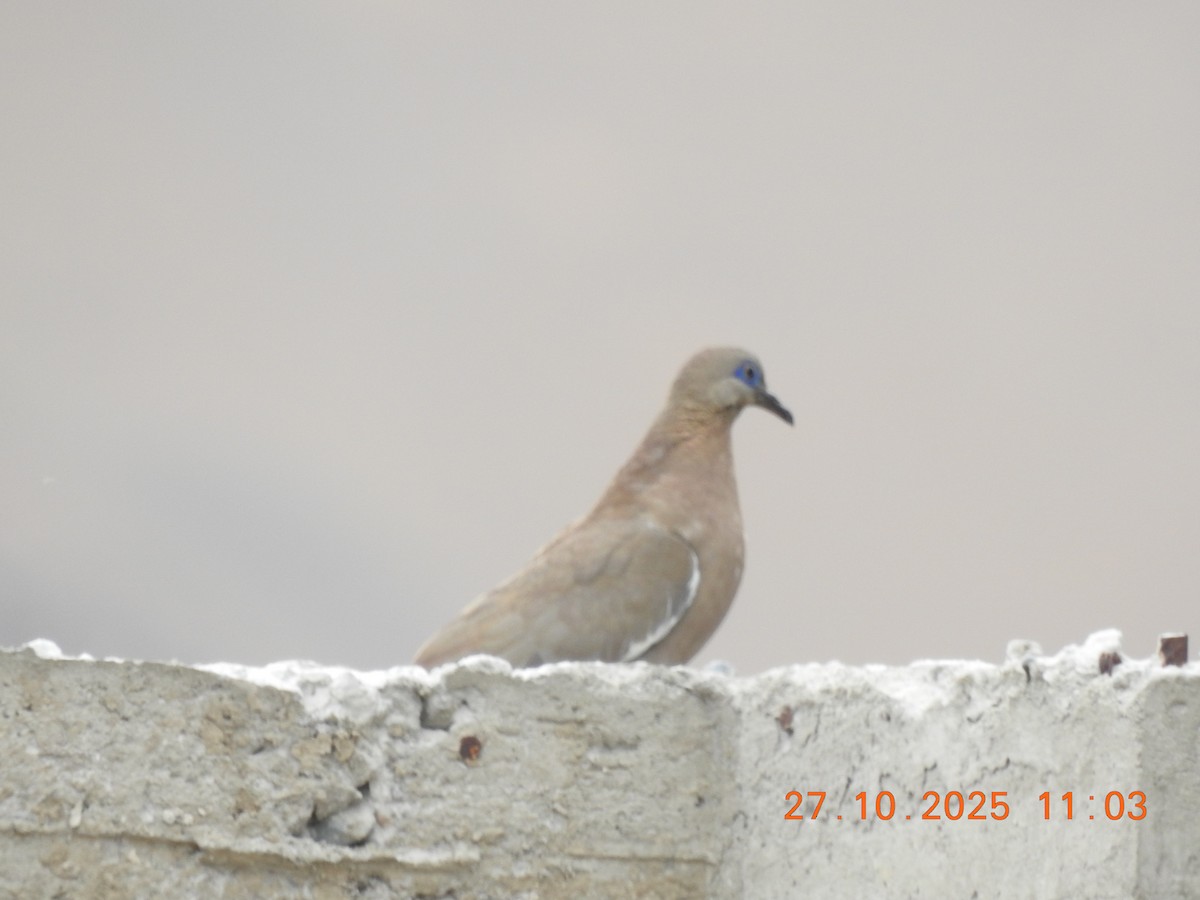 West Peruvian Dove - ML644769416
