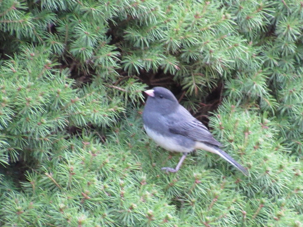 Dark-eyed Junco - ML644769425