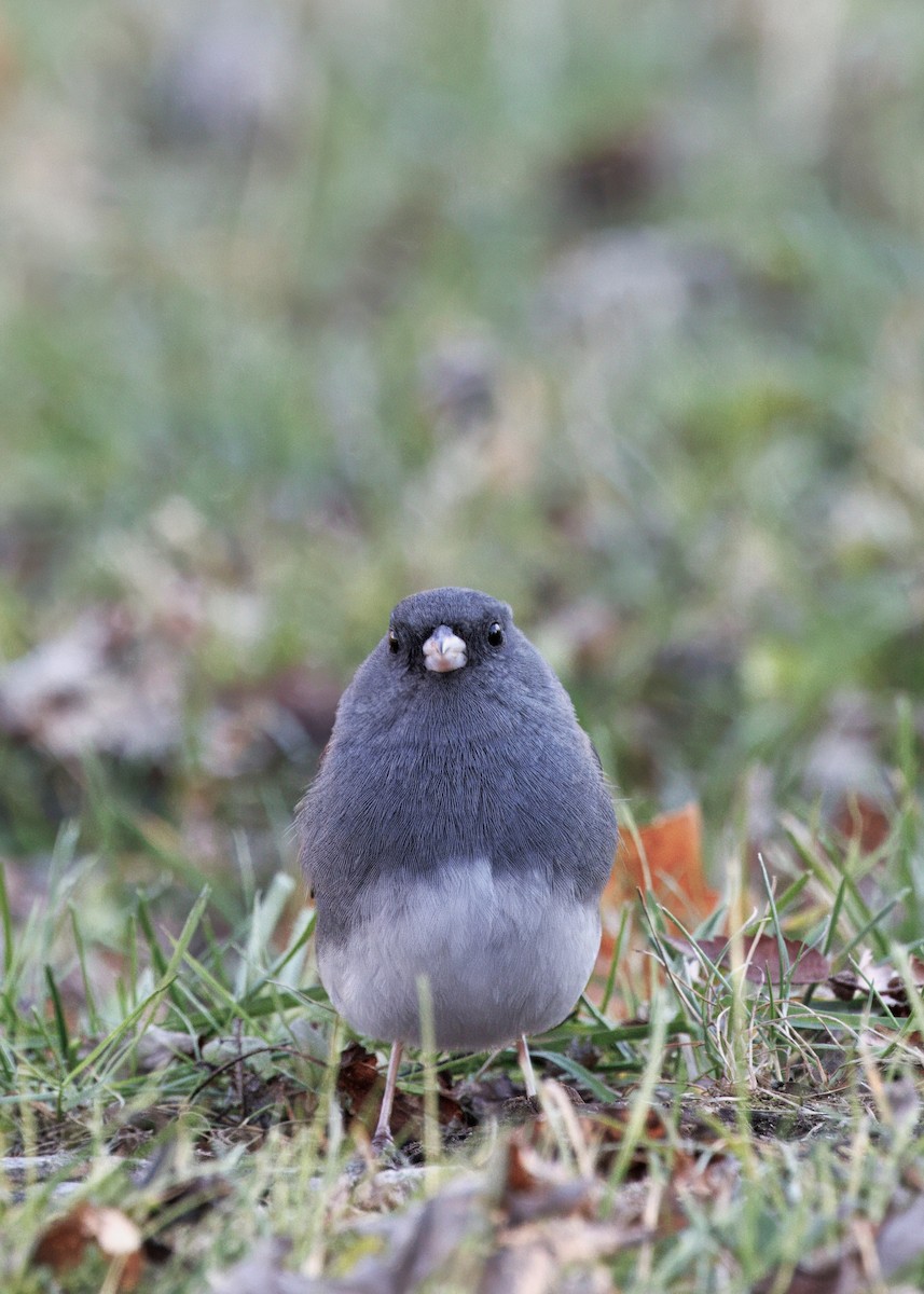 Dark-eyed Junco - ML644769440
