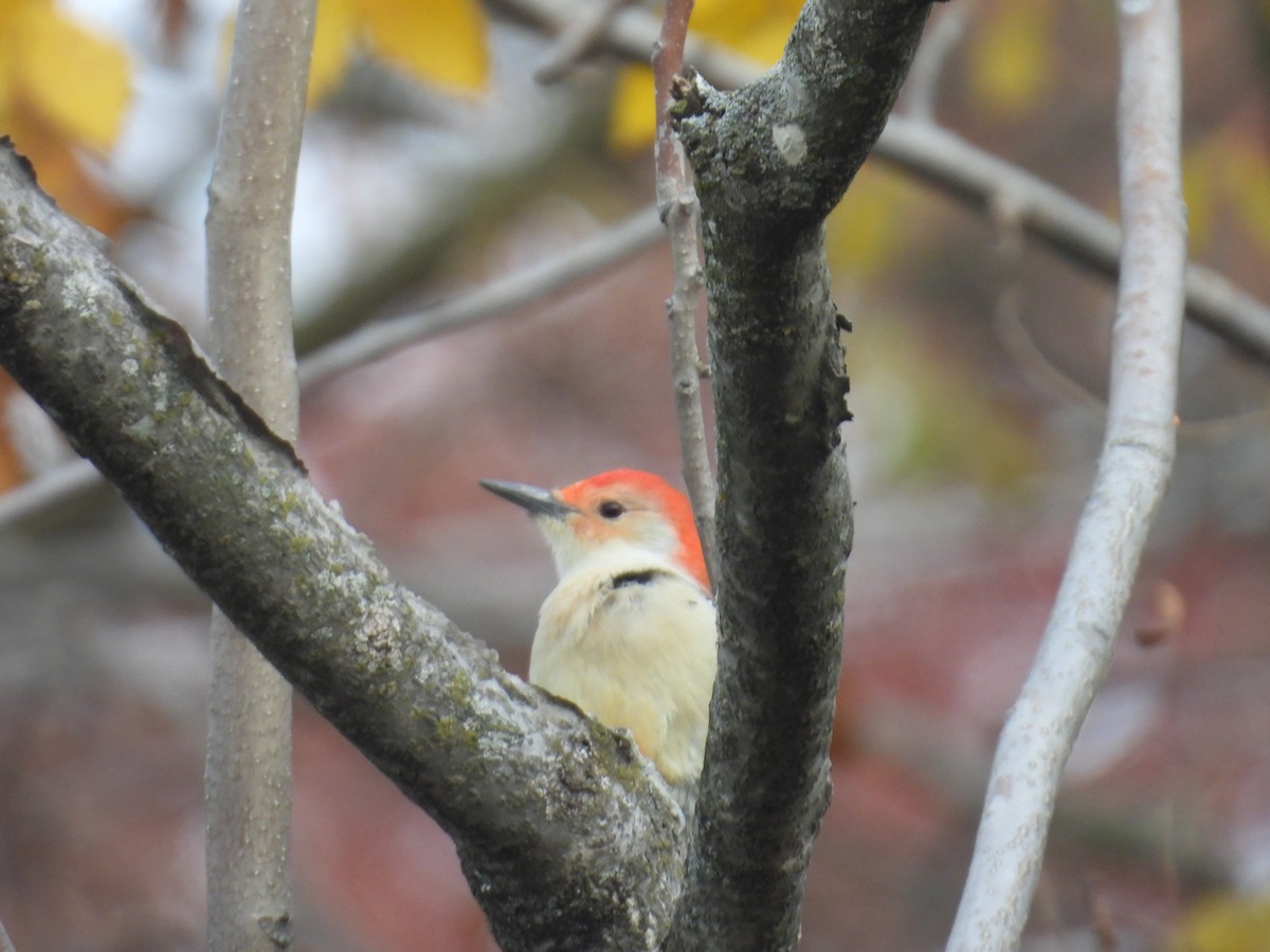 Red-bellied Woodpecker - ML644769450