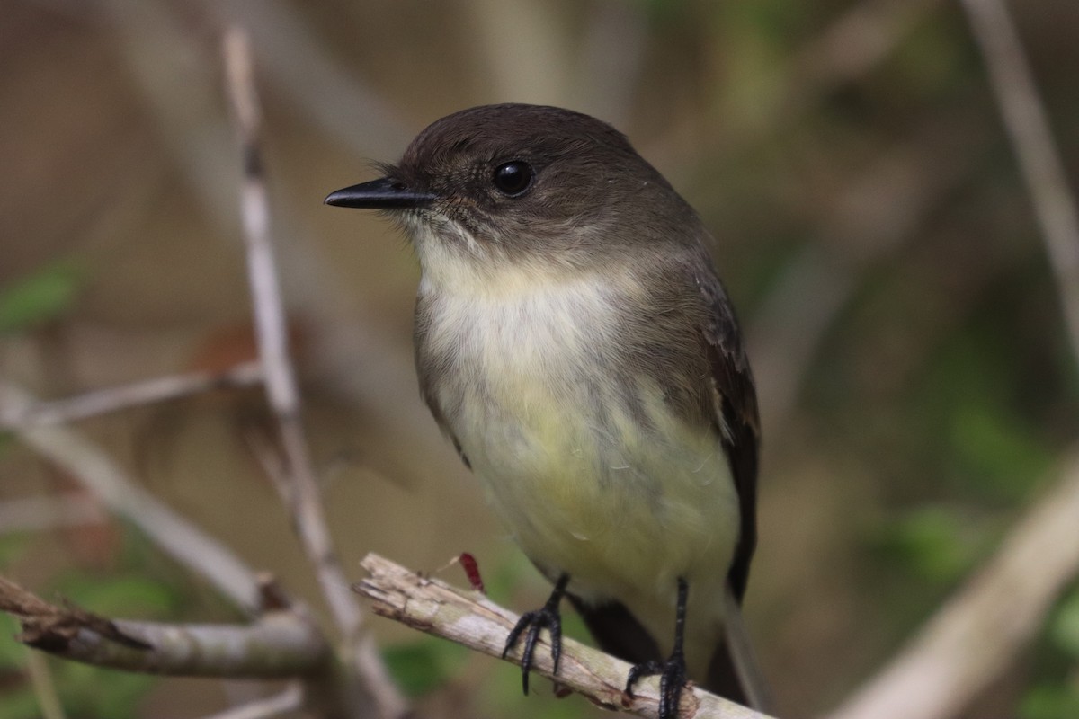 Eastern Phoebe - ML644769452
