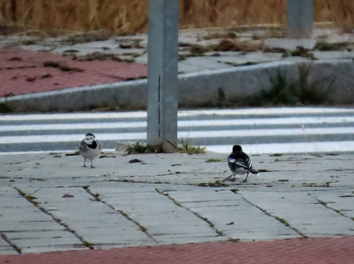 White Wagtail (British) - ML644769458