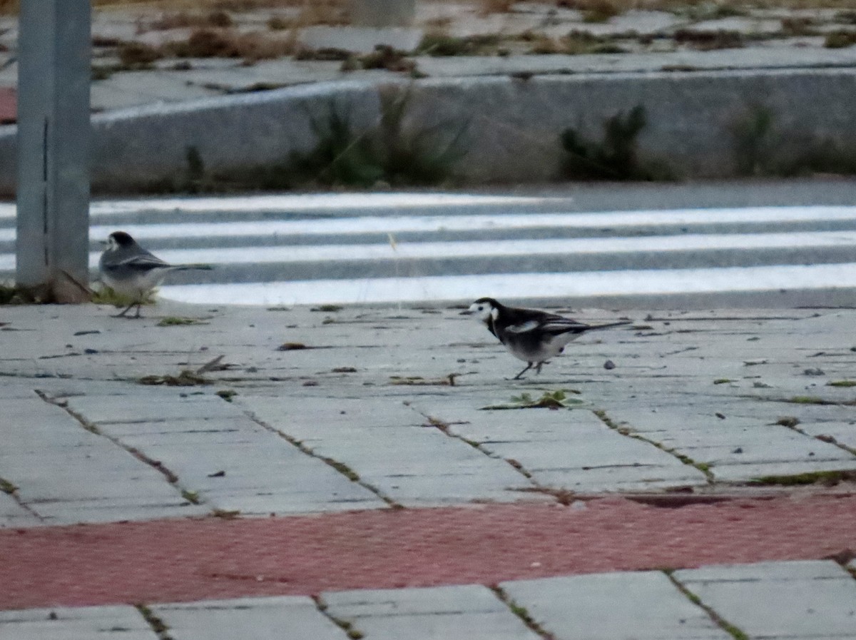 White Wagtail (British) - ML644769459