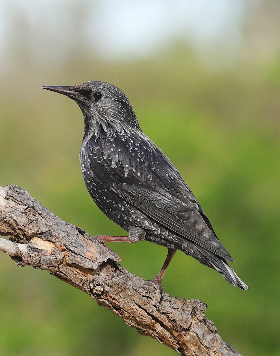 Étourneau unicolore - ML644769467