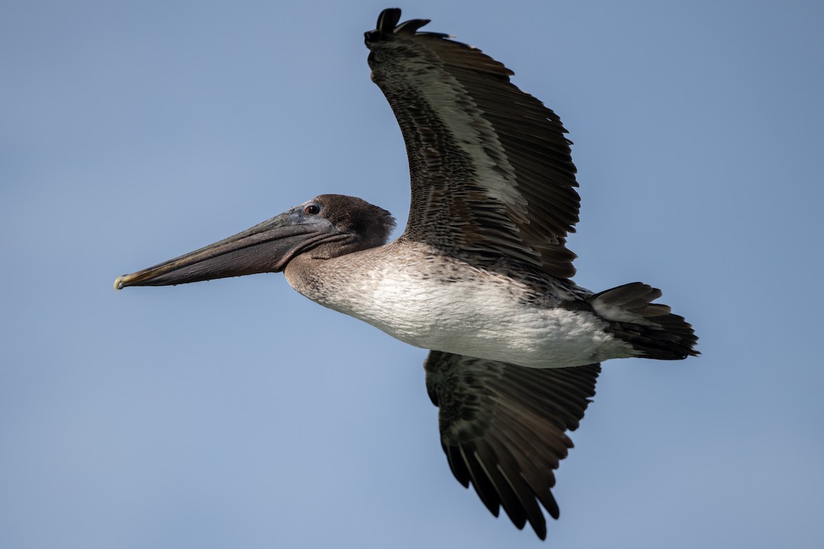 pelikán hnědý - ML644769475