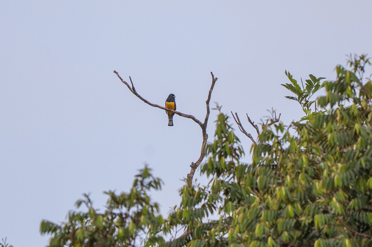 Mor Trogon - ML644769480