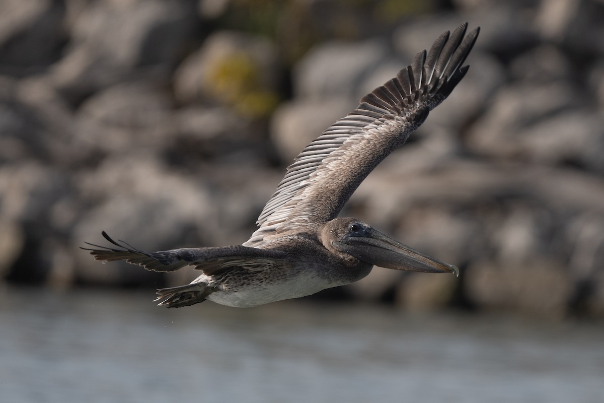 pelikán hnědý - ML644769482