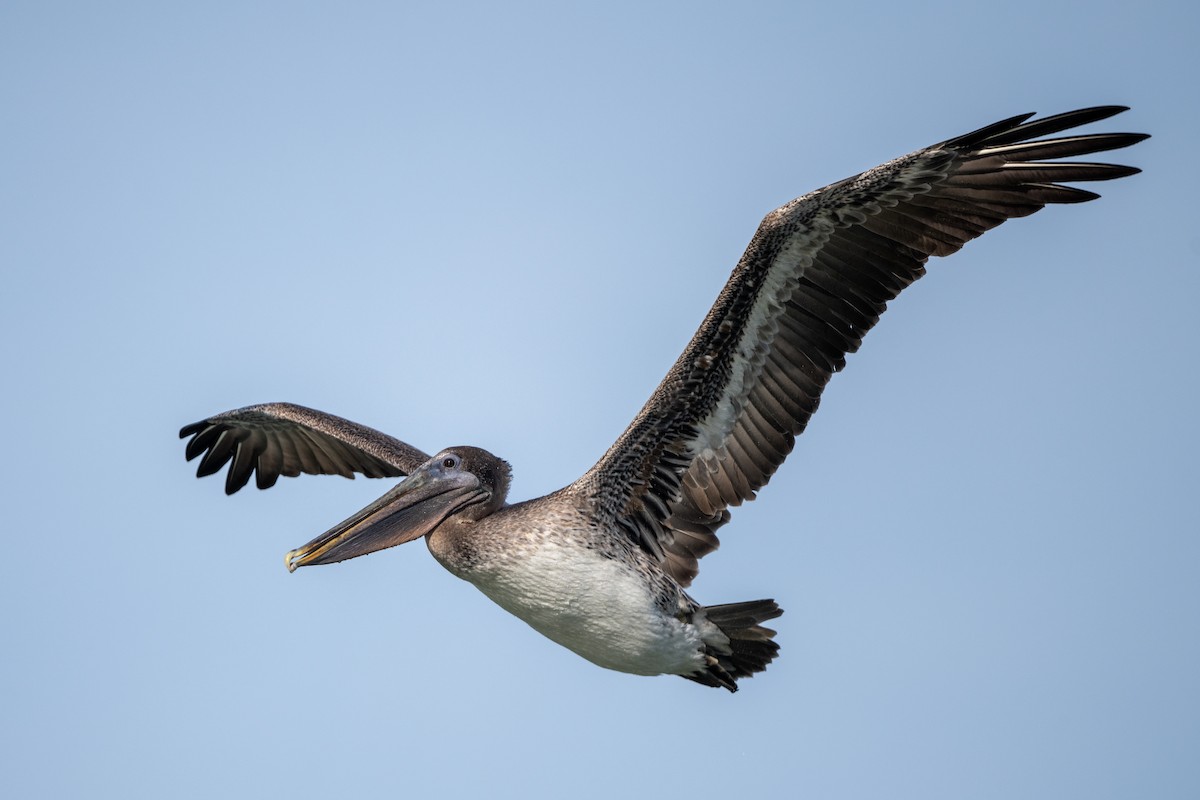 pelikán hnědý - ML644769485