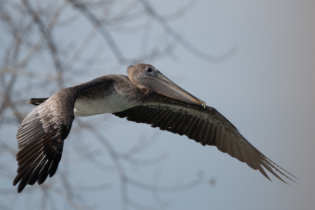 pelikán hnědý - ML644769491