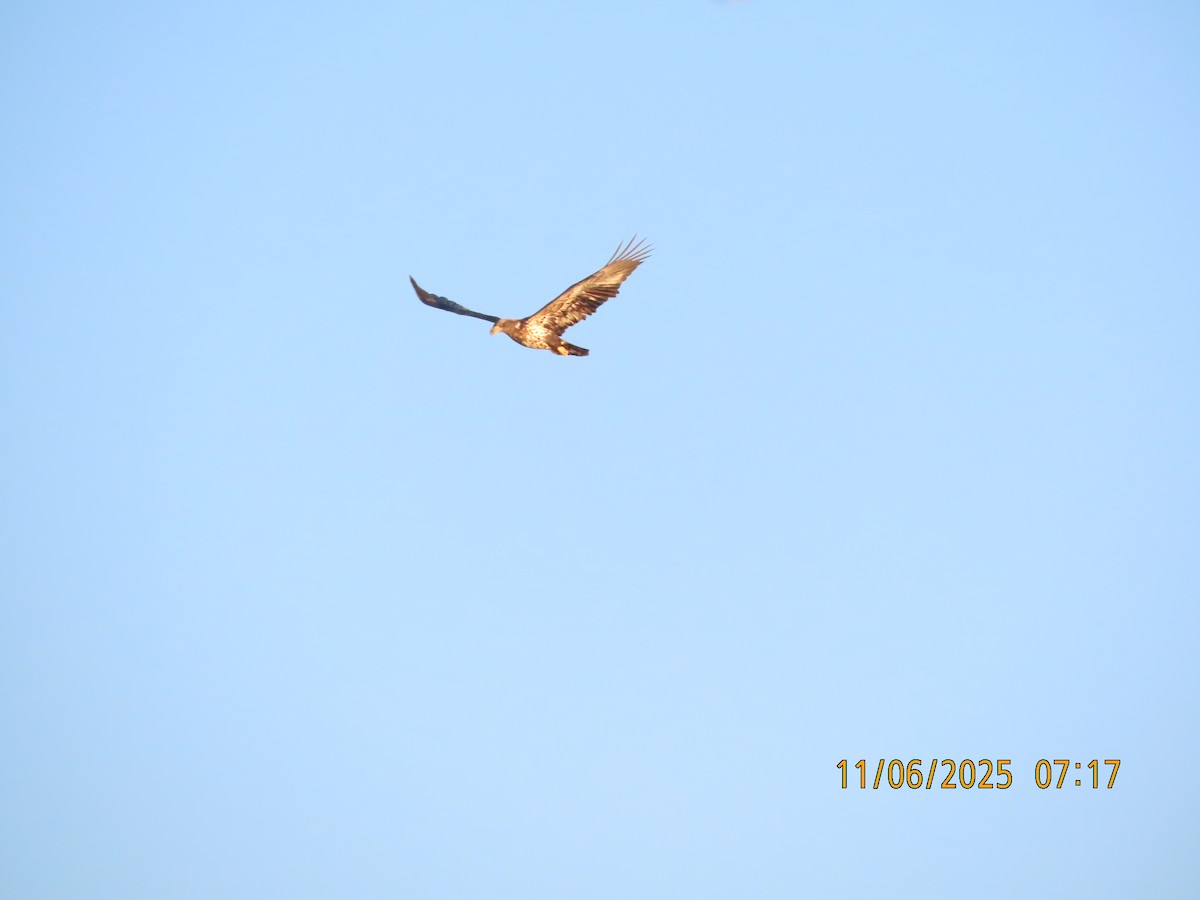 Itsas arrano buruzuria - ML644769492