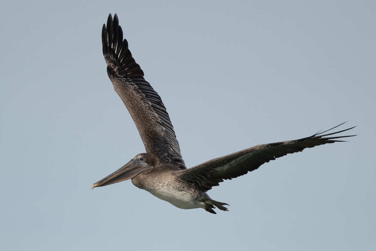 pelikán hnědý - ML644769493