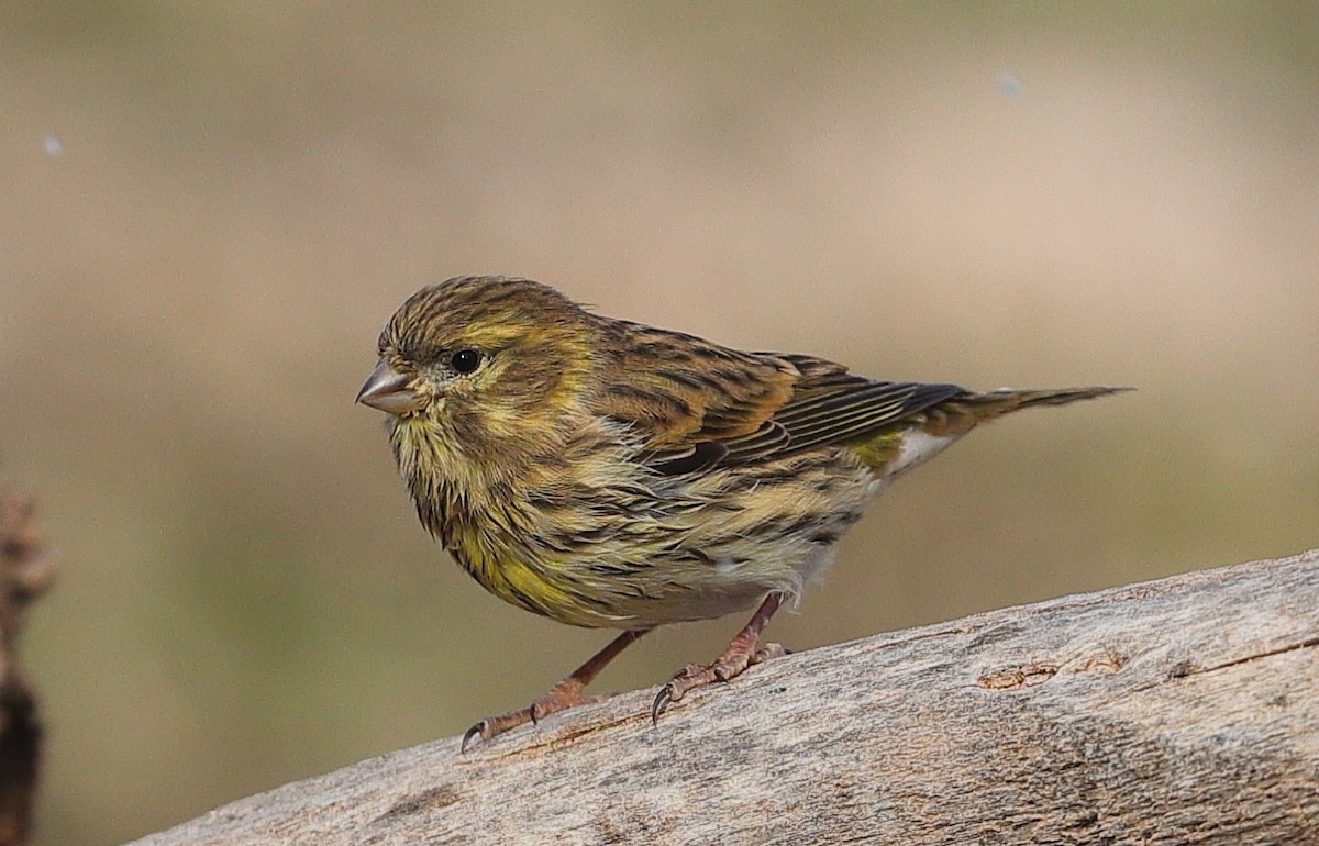 European Serin - ML644769494