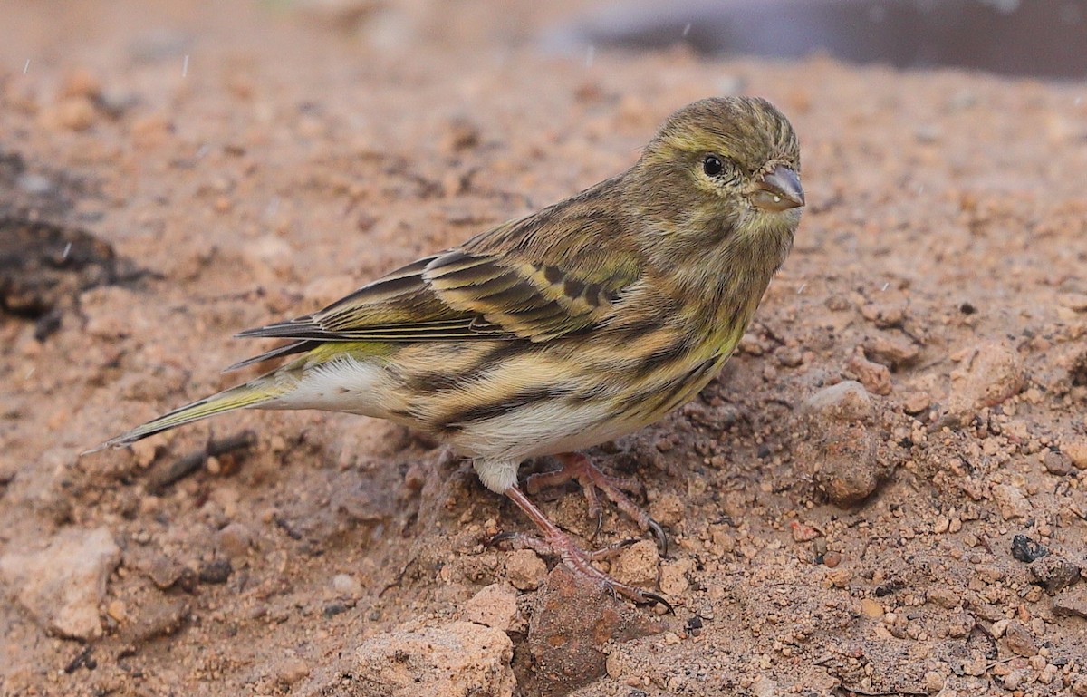 European Serin - ML644769495