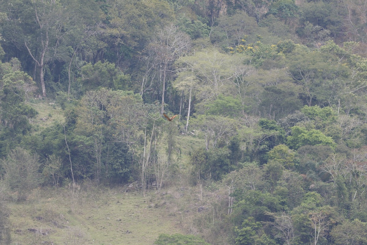 Otlak Şahini - ML644769496