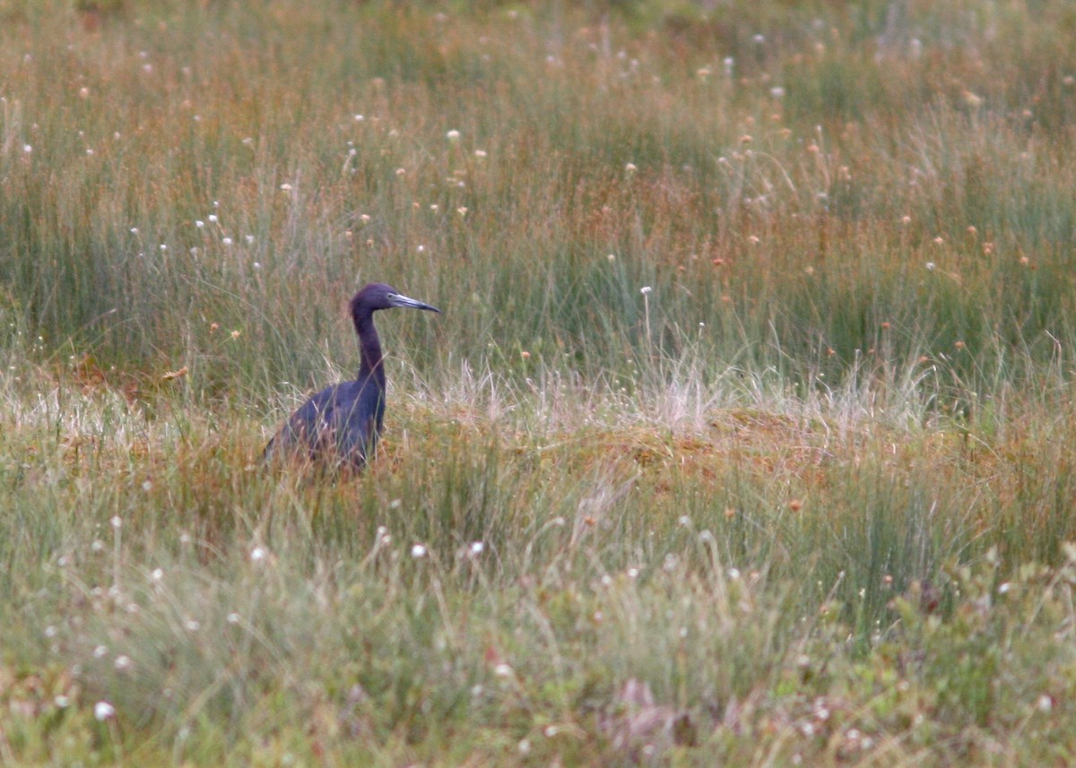 Little Blue Heron - ML644769513
