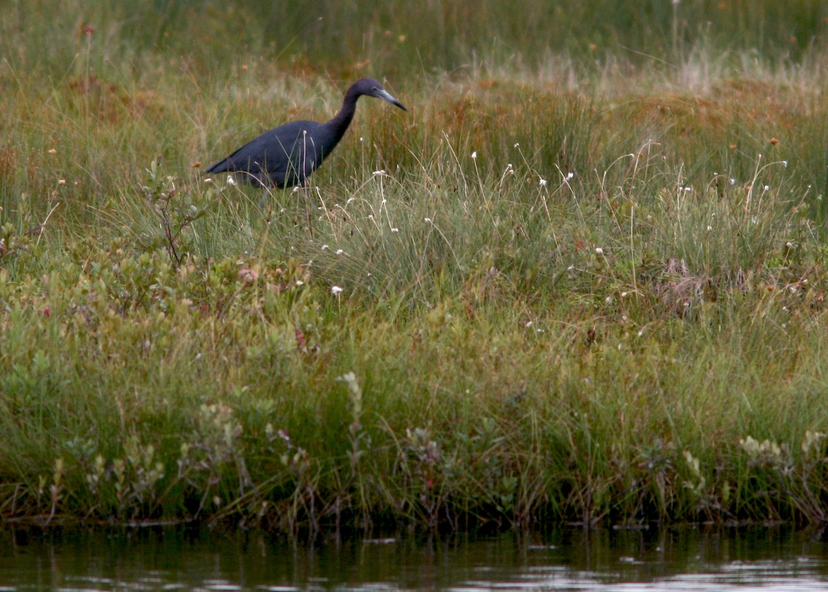 Little Blue Heron - ML644769514