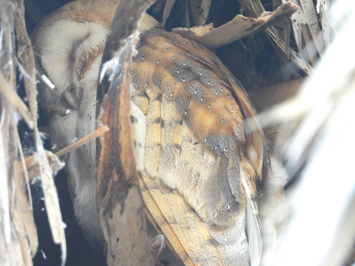 Сипуха американська - ML644769523