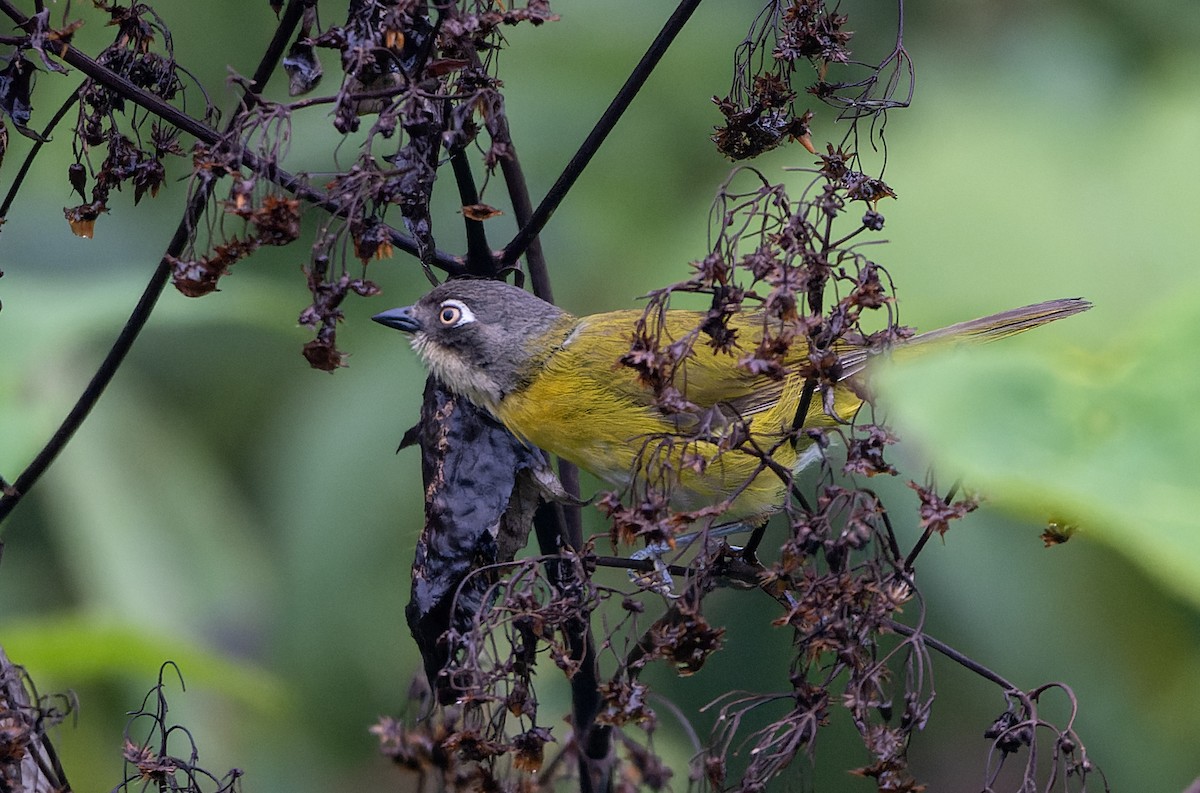 Зеленник мінливобарвний - ML644769525