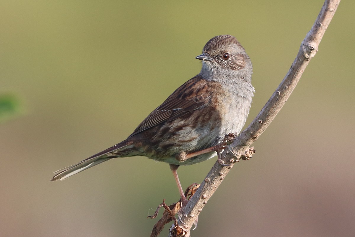 Тинівка лісова - ML644769526