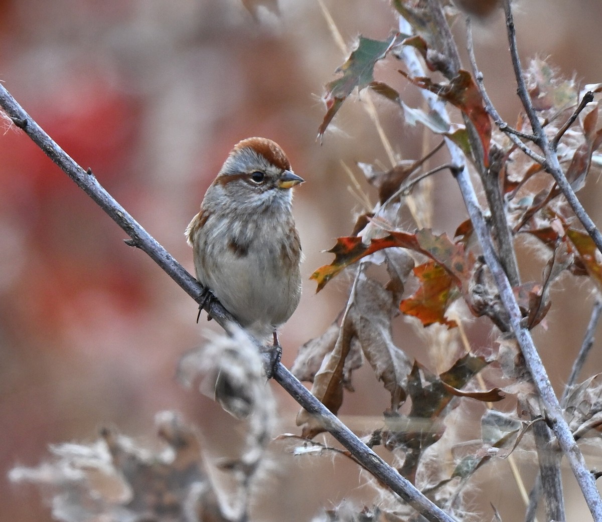 Пасовник північний - ML644769527