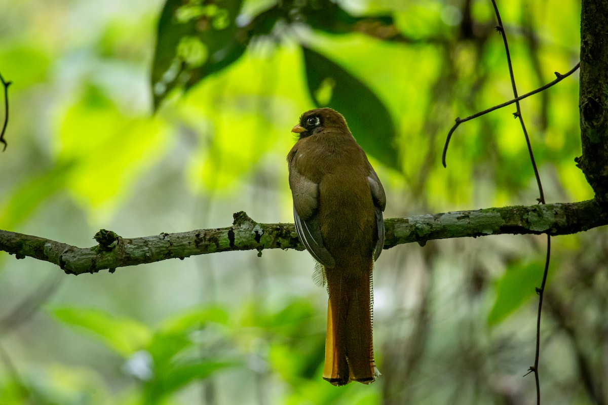Трогон масковий - ML644769528