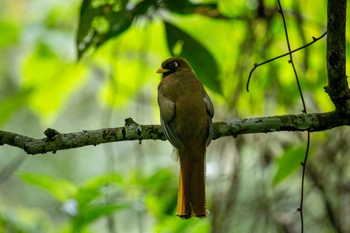 Трогон масковий - ML644769529