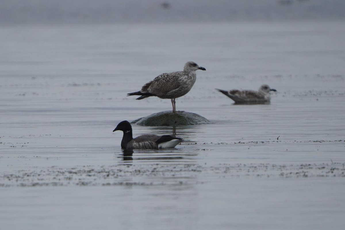 Мартин сріблястий - ML644769532