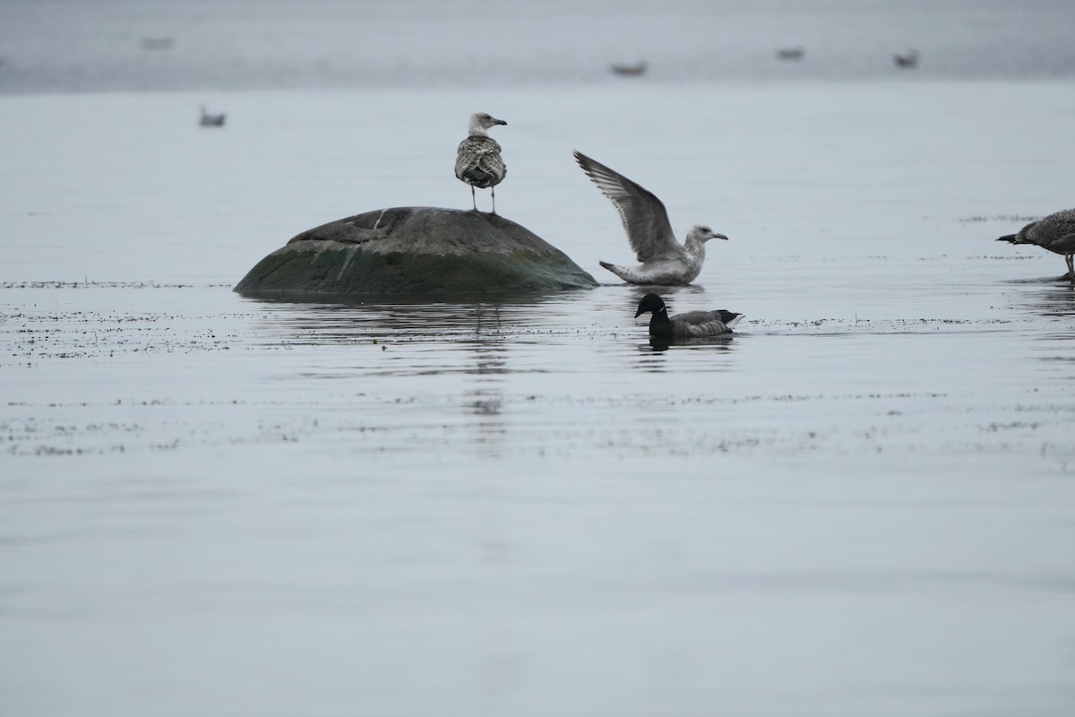 Мартин сріблястий - ML644769533