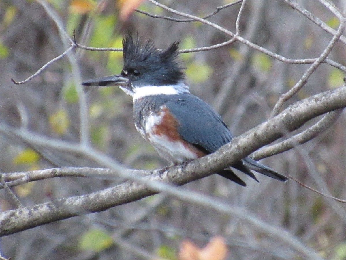 Рибалочка-чубань північний - ML644769536