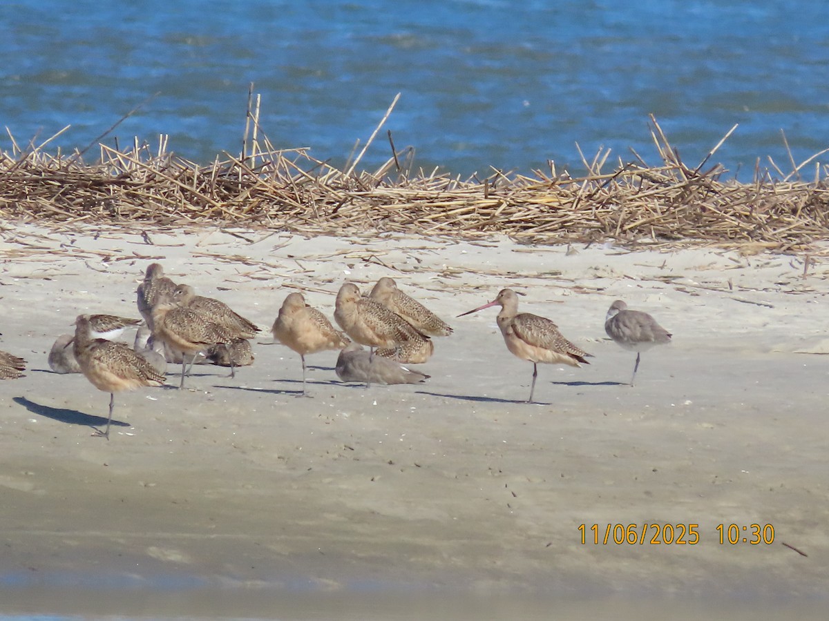 Грицик чорнохвостий - ML644769537