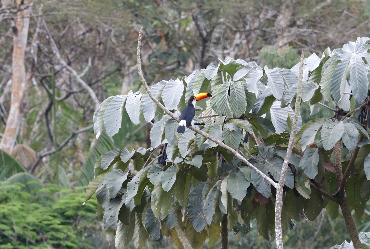 Тукан великий - ML644769542