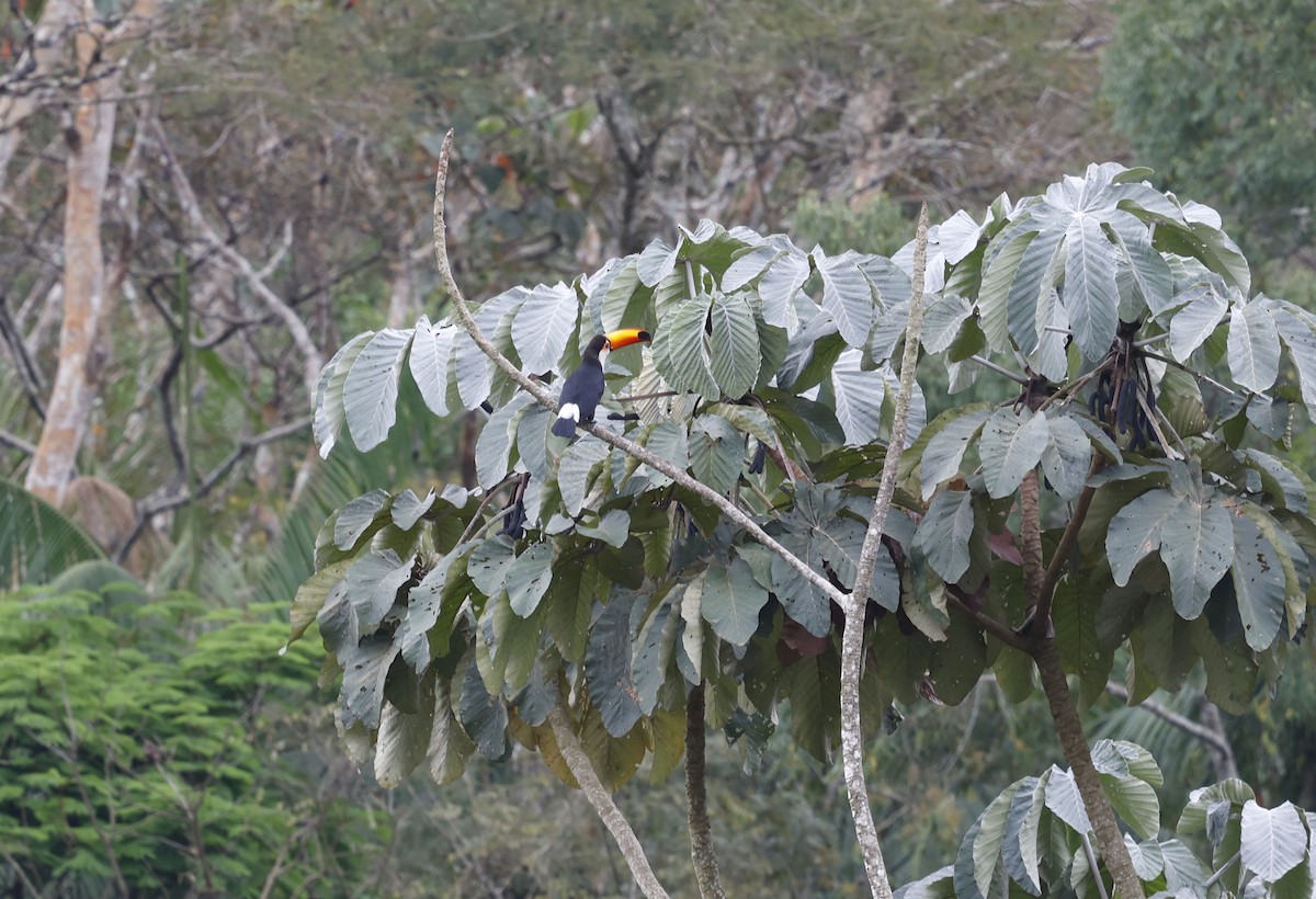 Тукан великий - ML644769543