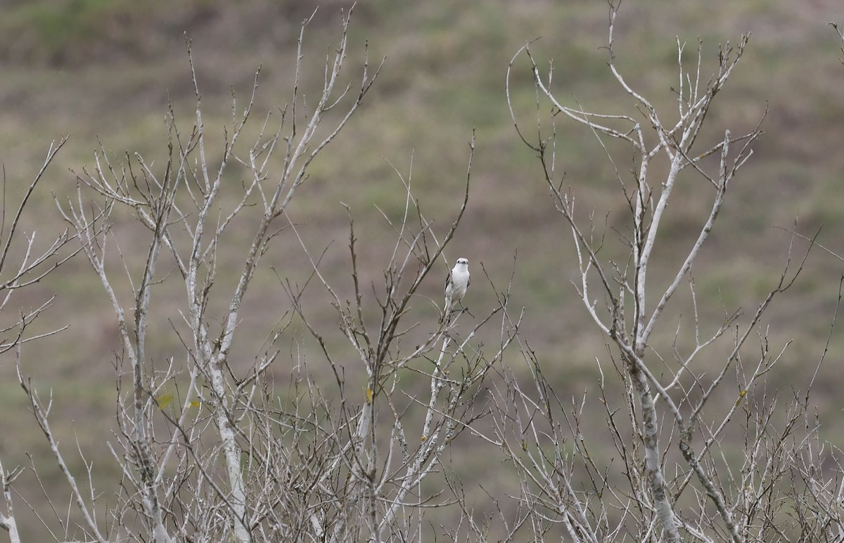 Монжита білогуза - ML644769546