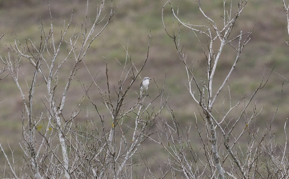 Монжита білогуза - ML644769547