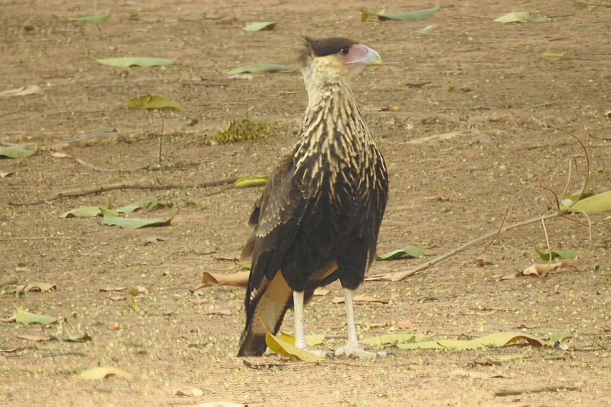 Каракара аргентинська - ML644769552