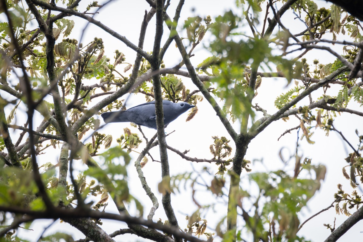 Шикачик сірий - ML644769553