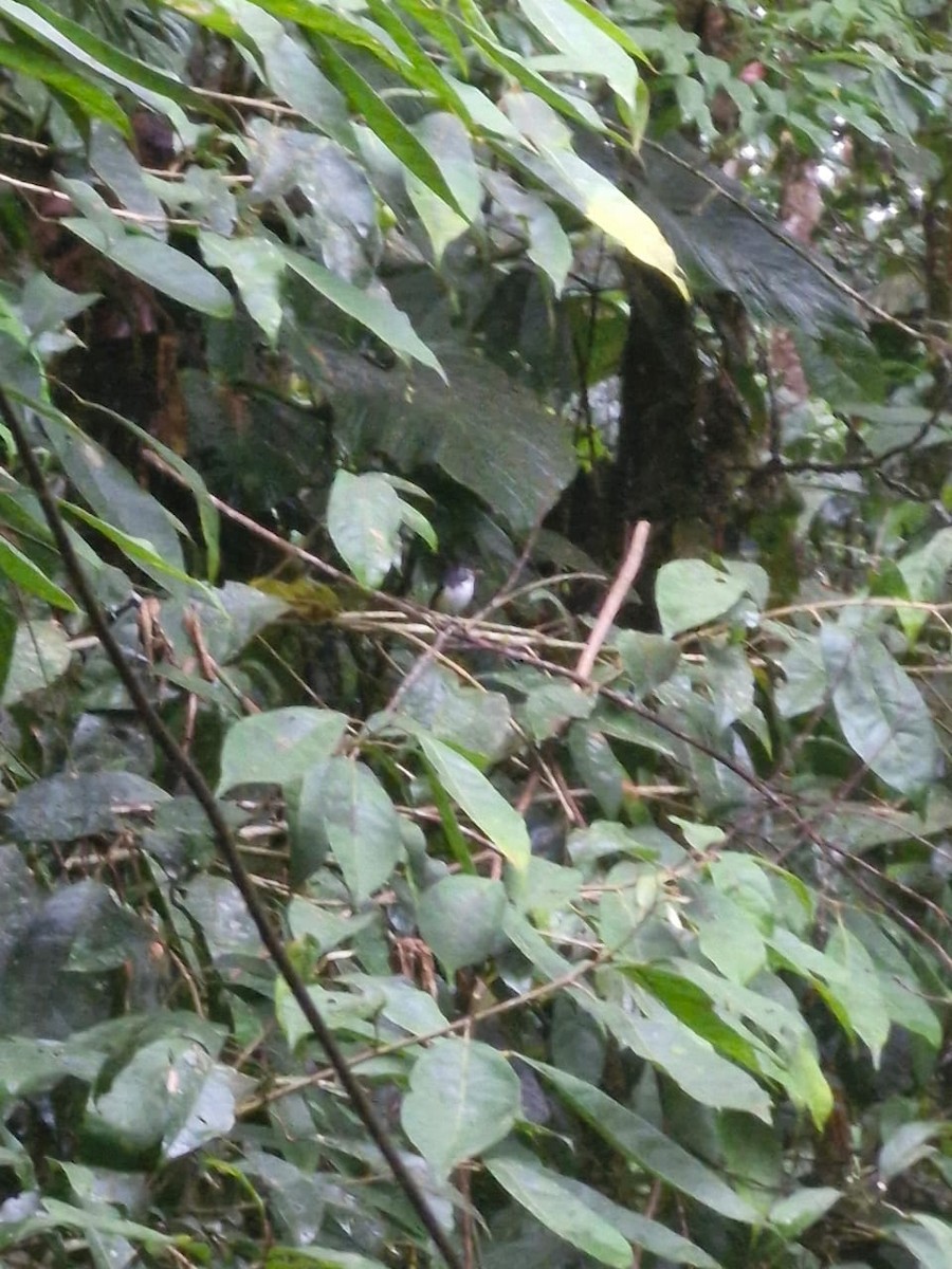 Мухолов строкатий - ML644769557