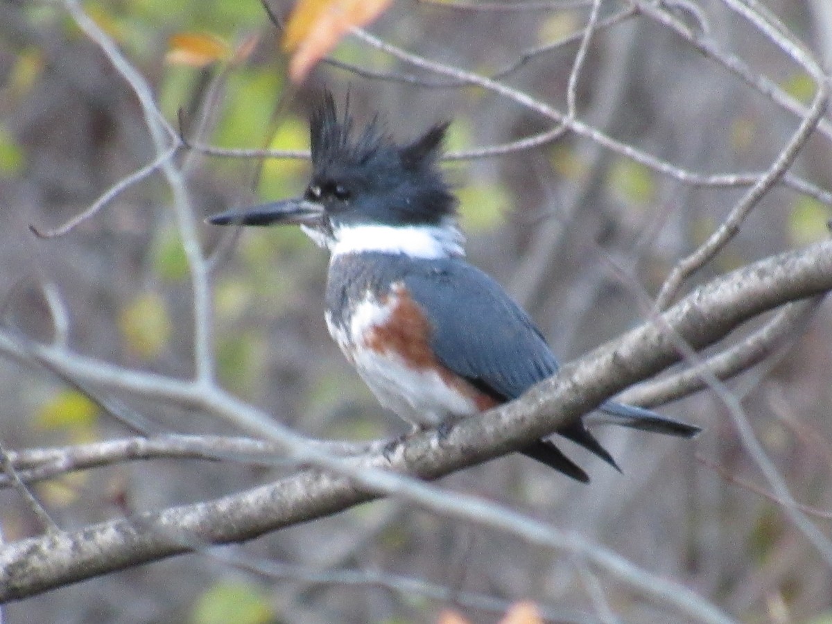 Рибалочка-чубань північний - ML644769558