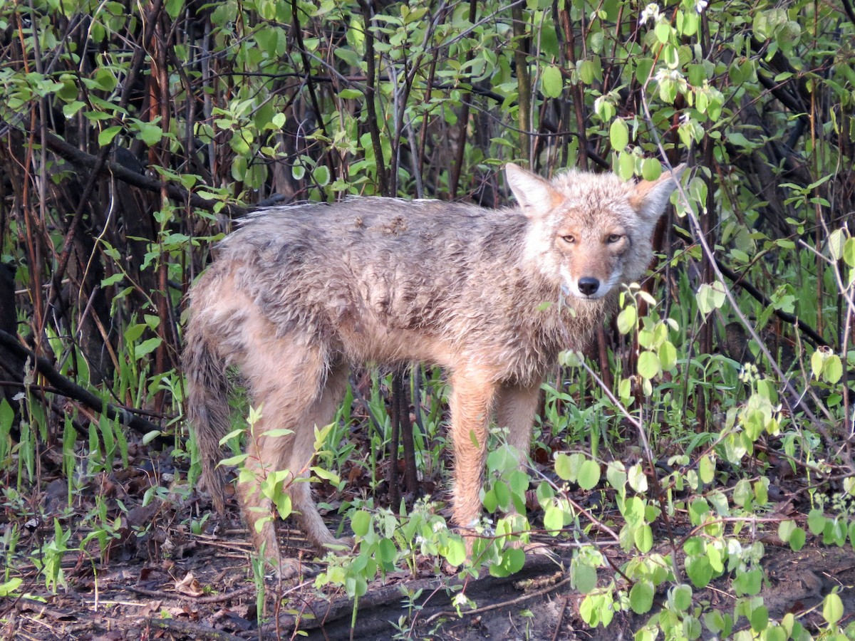 Coyote - ML644769559