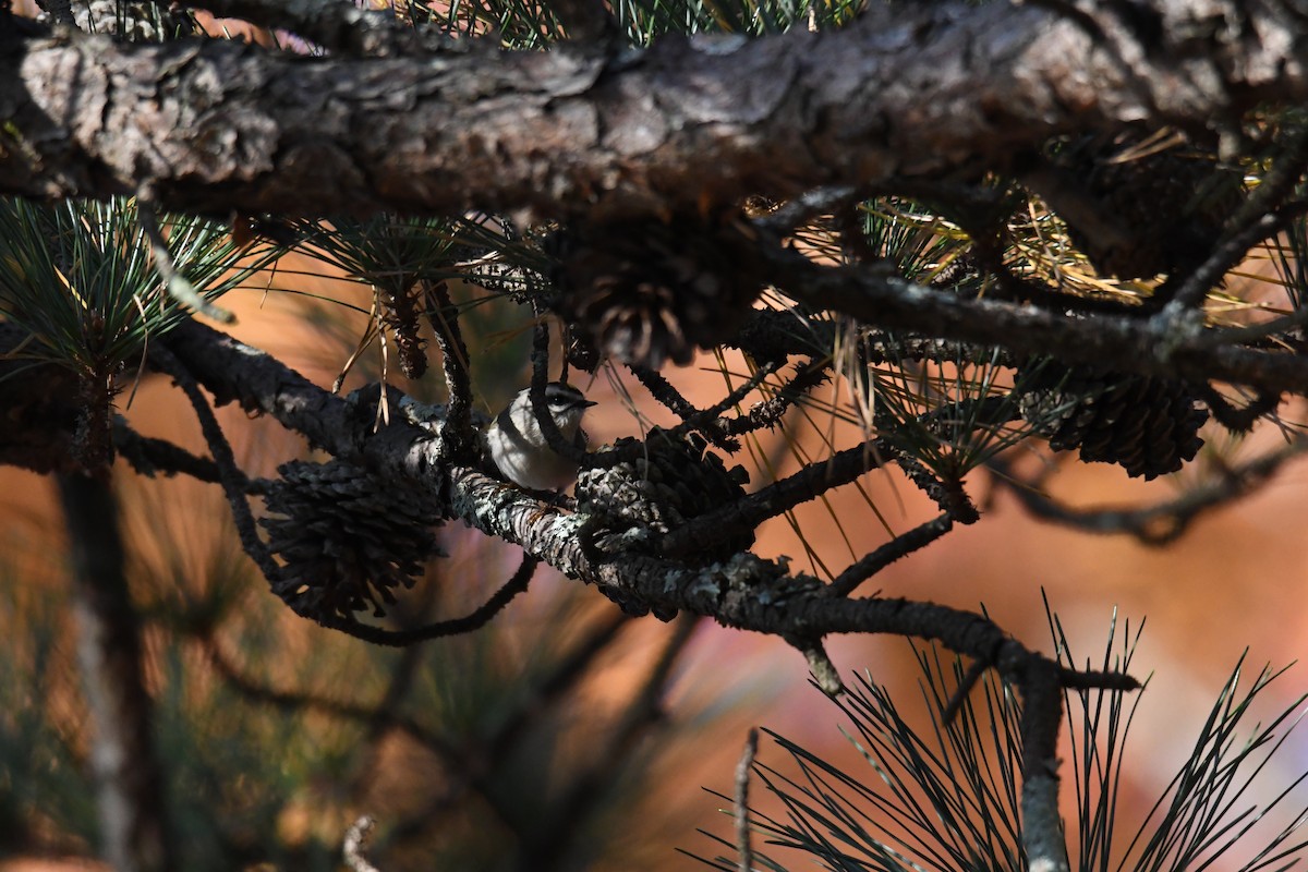 Золотомушка світлоброва - ML644769561