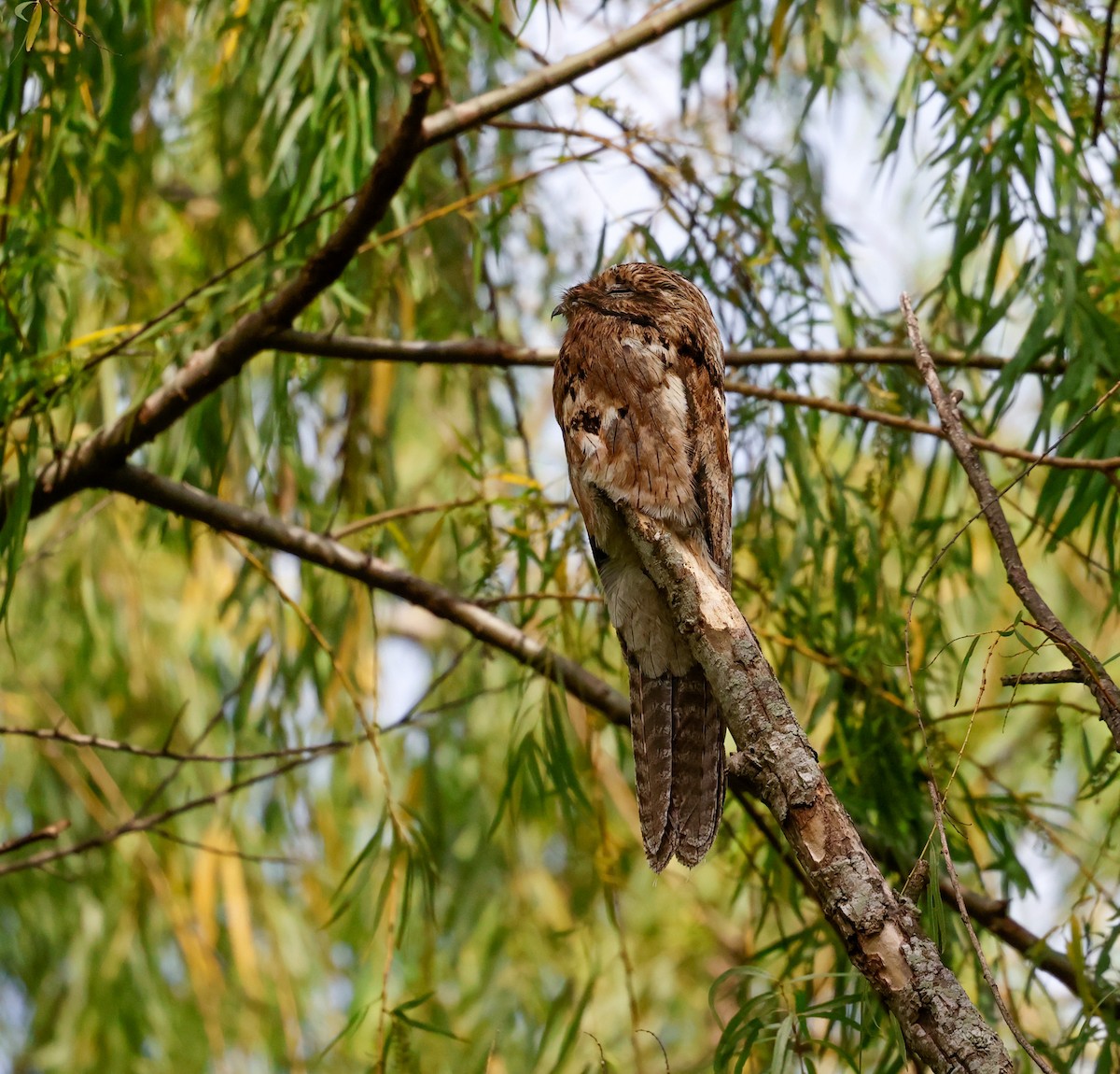 Поту малий - ML644769563