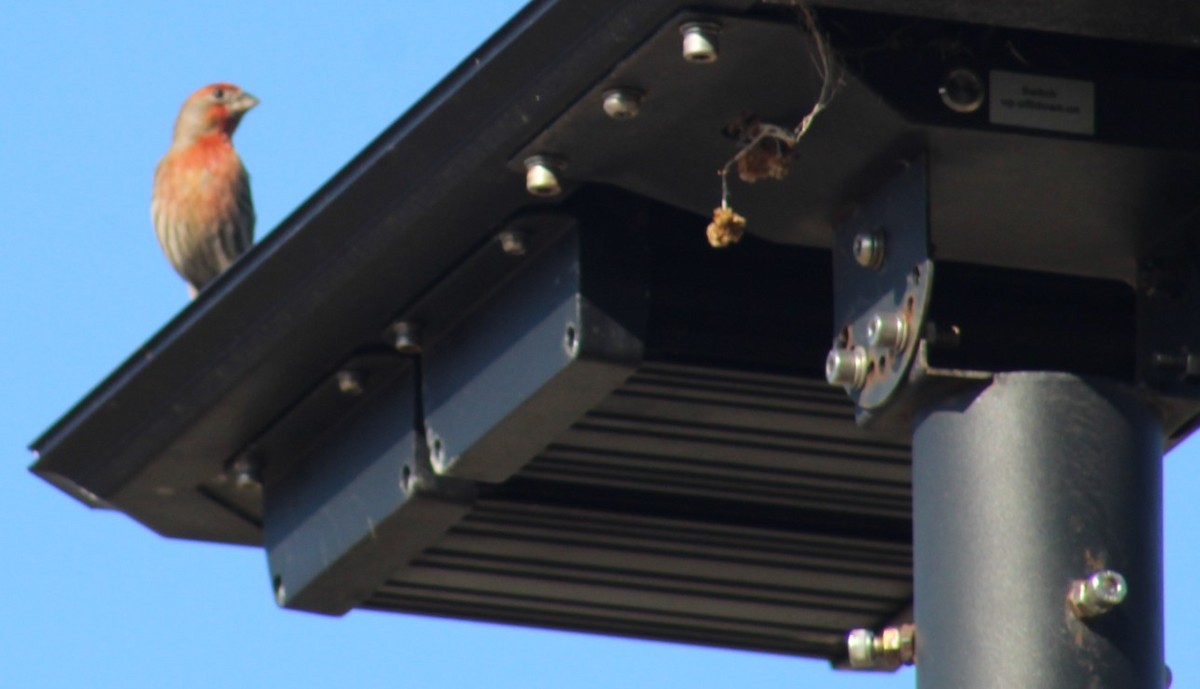 Чечевиця садова - ML644769564