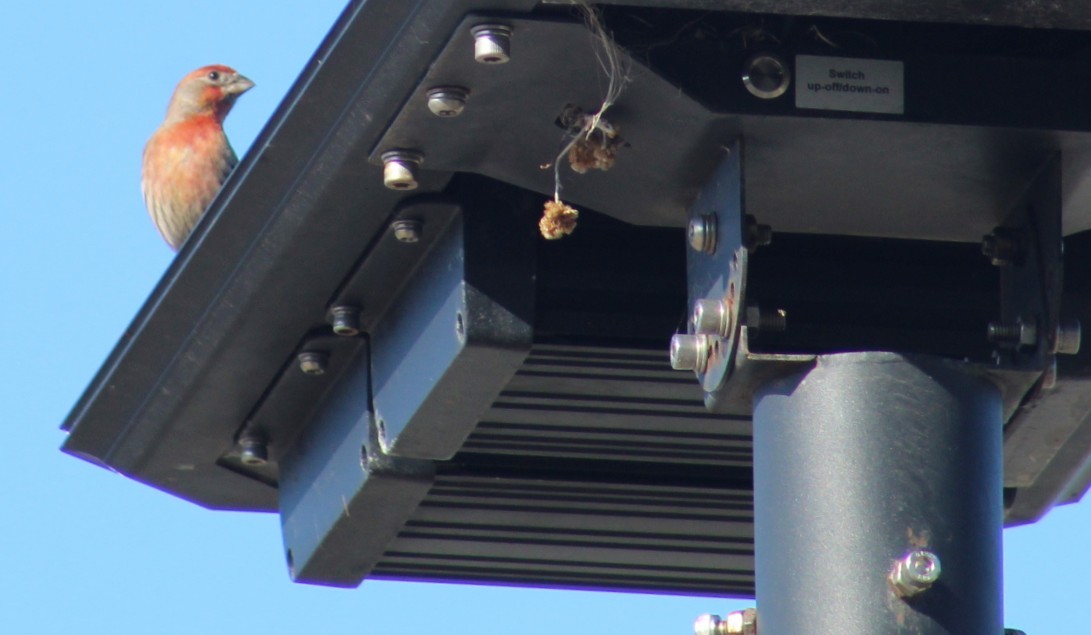 Чечевиця садова - ML644769565