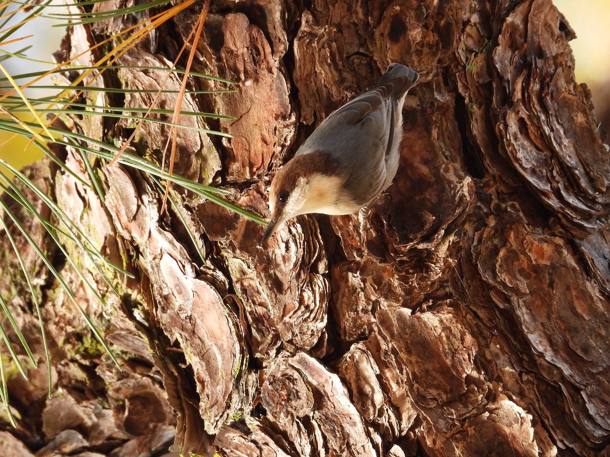 Brown-headed Nuthatch - ML644769569