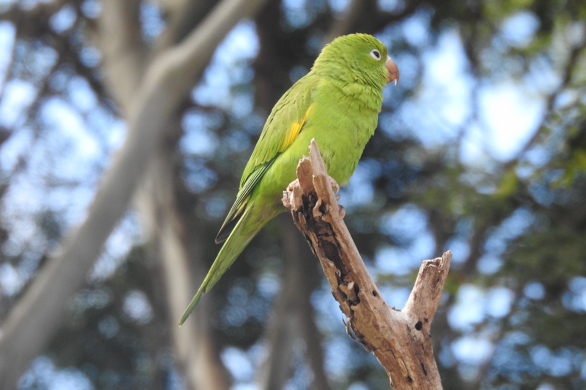 Хірірі - ML644769572