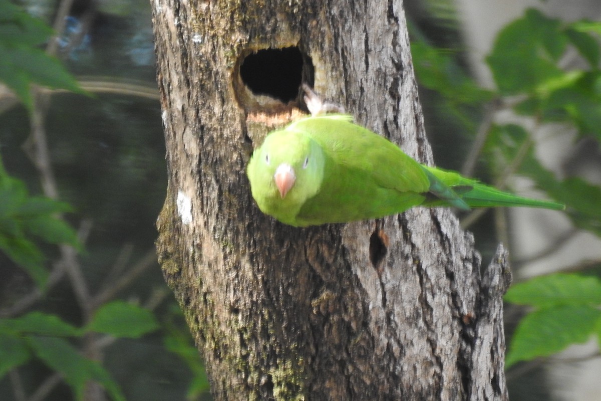 Хірірі - ML644769575