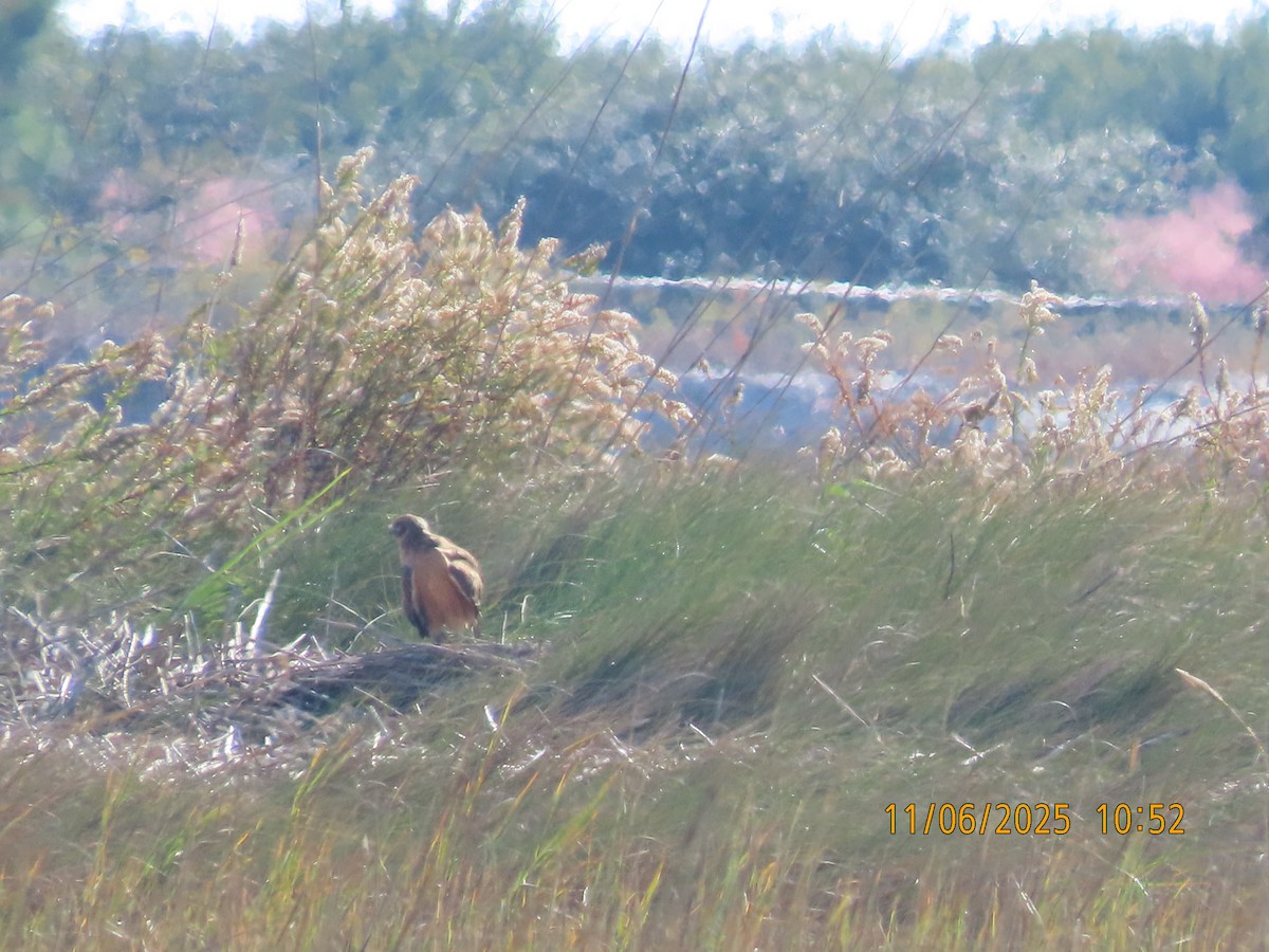 Amerika Delicesi - ML644769578