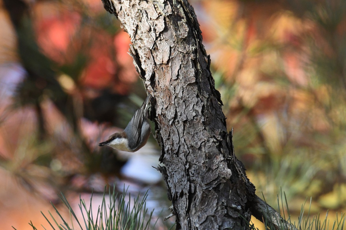 Brown-headed Nuthatch - ML644769581